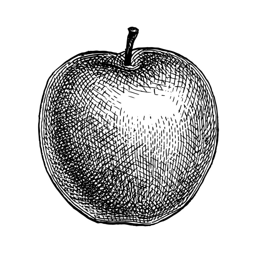 Apple. Ink sketch isolated on white background. Hand drawn vector illustration. Retro style.