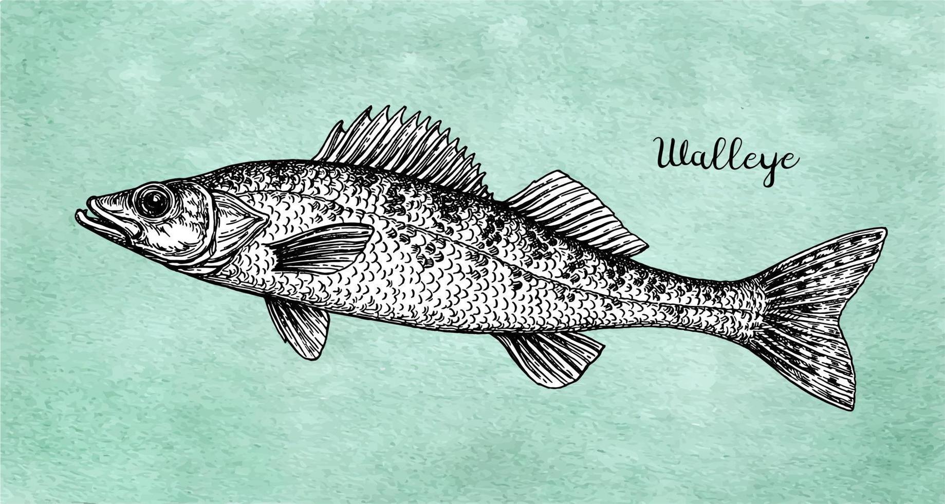 Walleye or yellow pike. Freshwater fish. Ink sketch on old paper