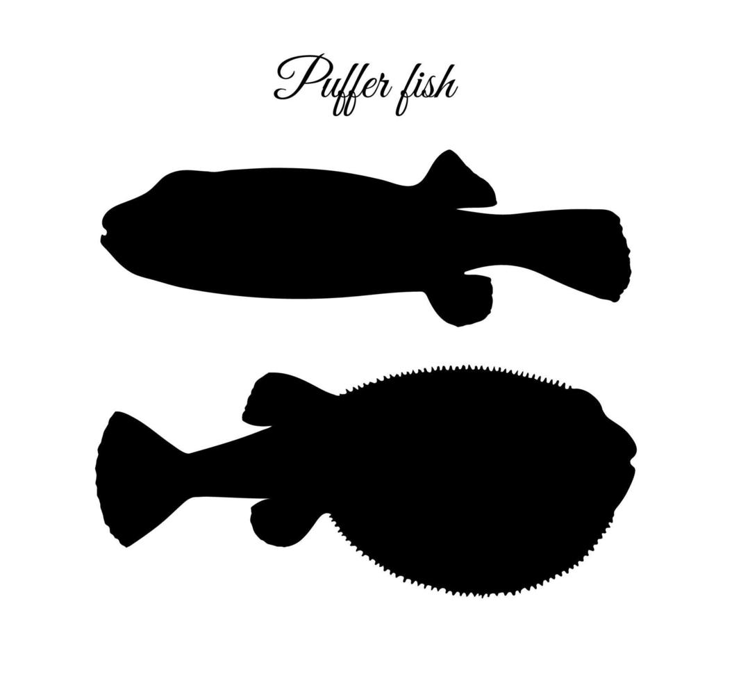 Fugu fish. Takifugu rubripes. Japanese puffer. Silhouette isolated on white background. vector