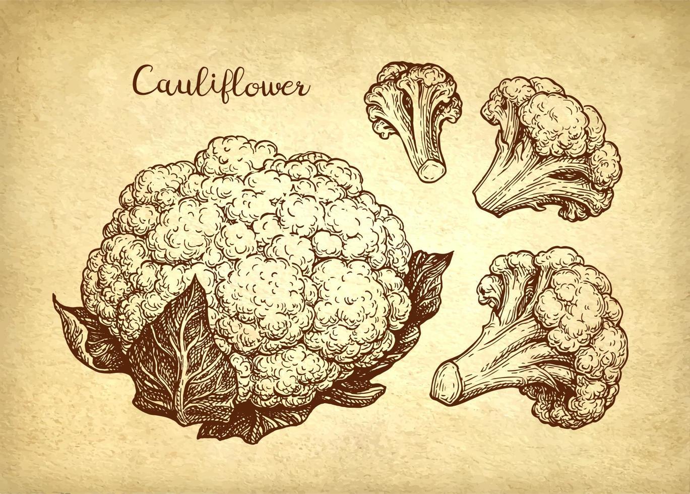 Cauliflower set. Ink sketch on old paper background. Hand drawn vector illustration. Retro style stroke drawing.