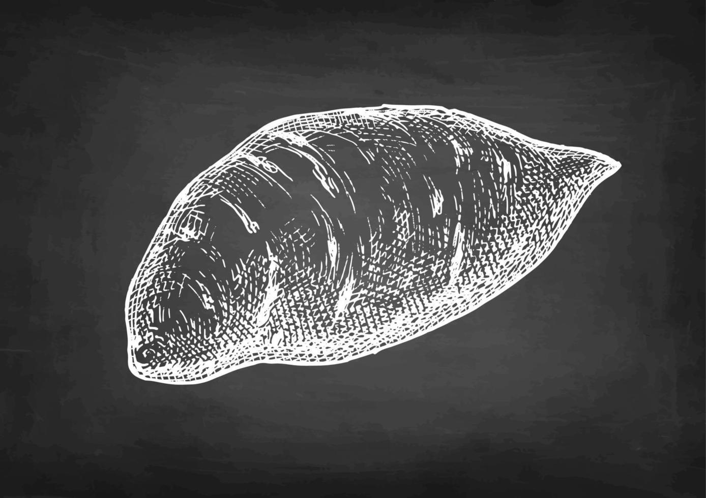 Sweet potato. Chalk sketch of yam on blackboard background. Hand drawn vector illustration. Retro style.