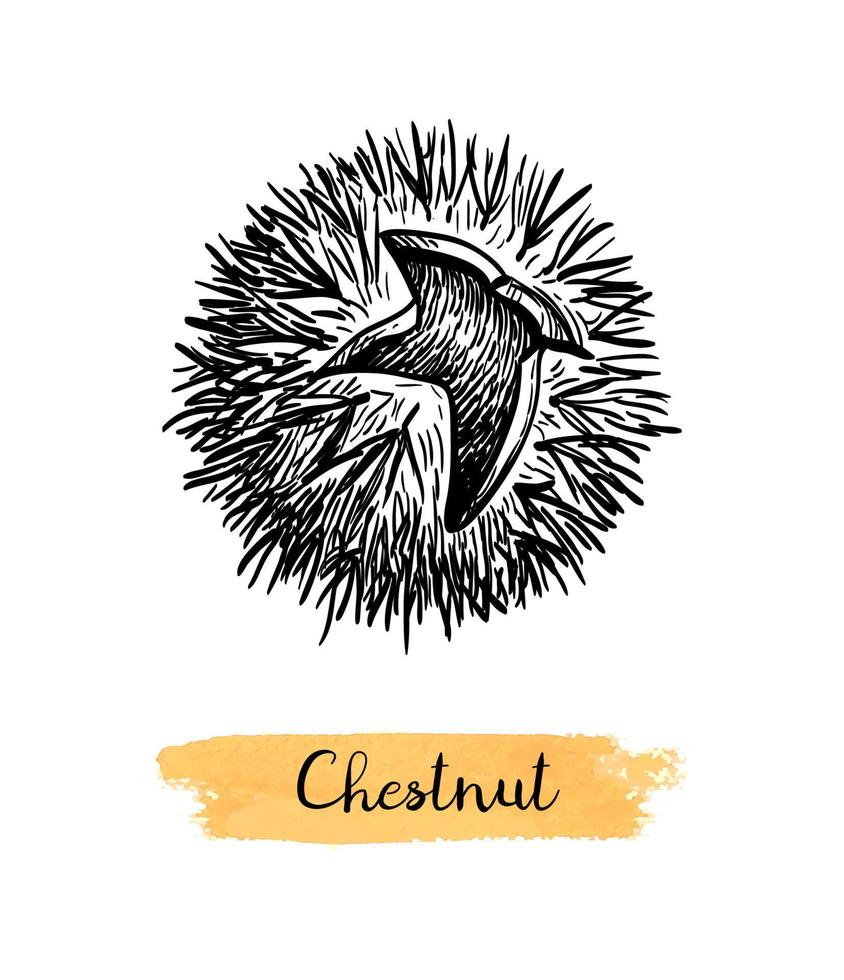 Chestnuts. Ink sketch isolated on white background. Hand drawn vector illustration. Retro style.