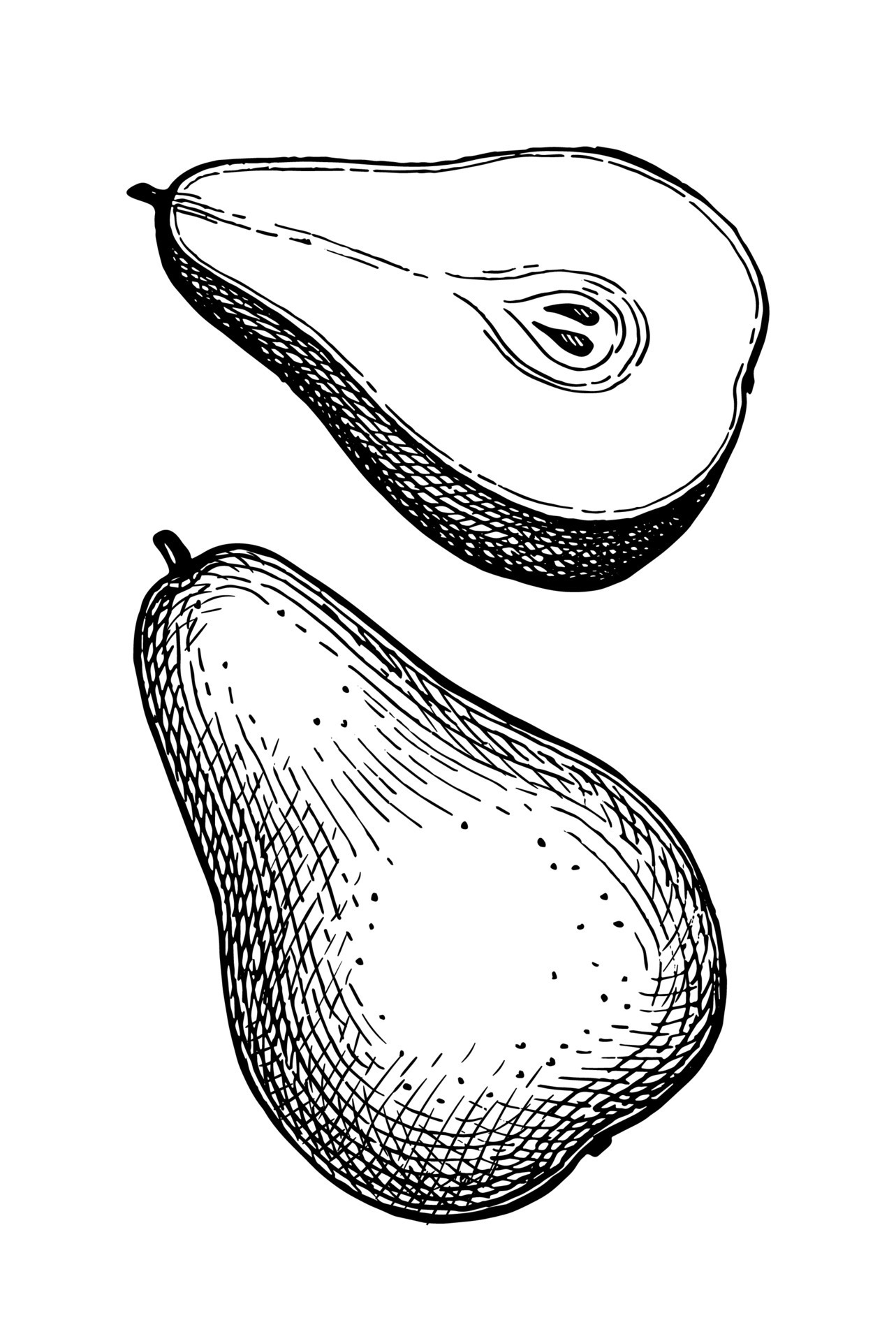 Pear. Ink sketch isolated on white background. Hand drawn vector