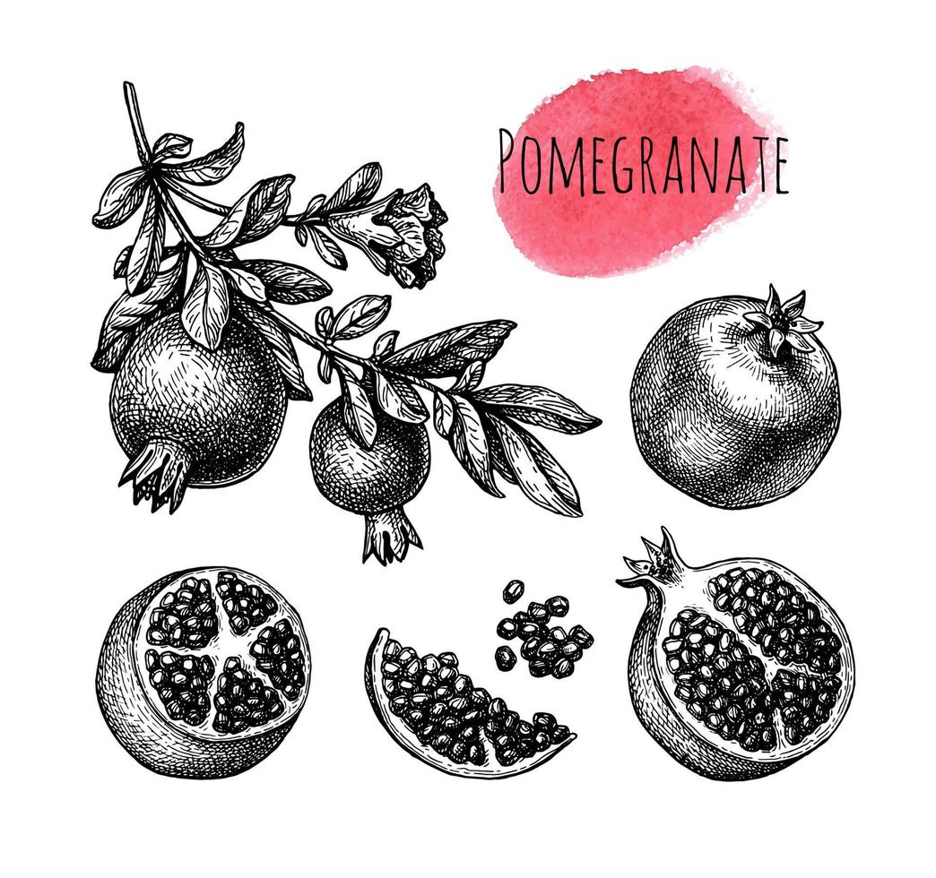 Pomegranate branch with fruitage and flower. Fruits and seeds. Ink sketch isolated on white background. Hand drawn vector illustration. Retro style.