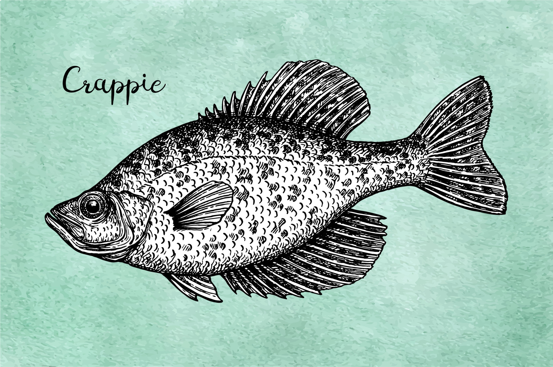 Crappie. Freshwater fish. Ink sketch on old paper background. Hand