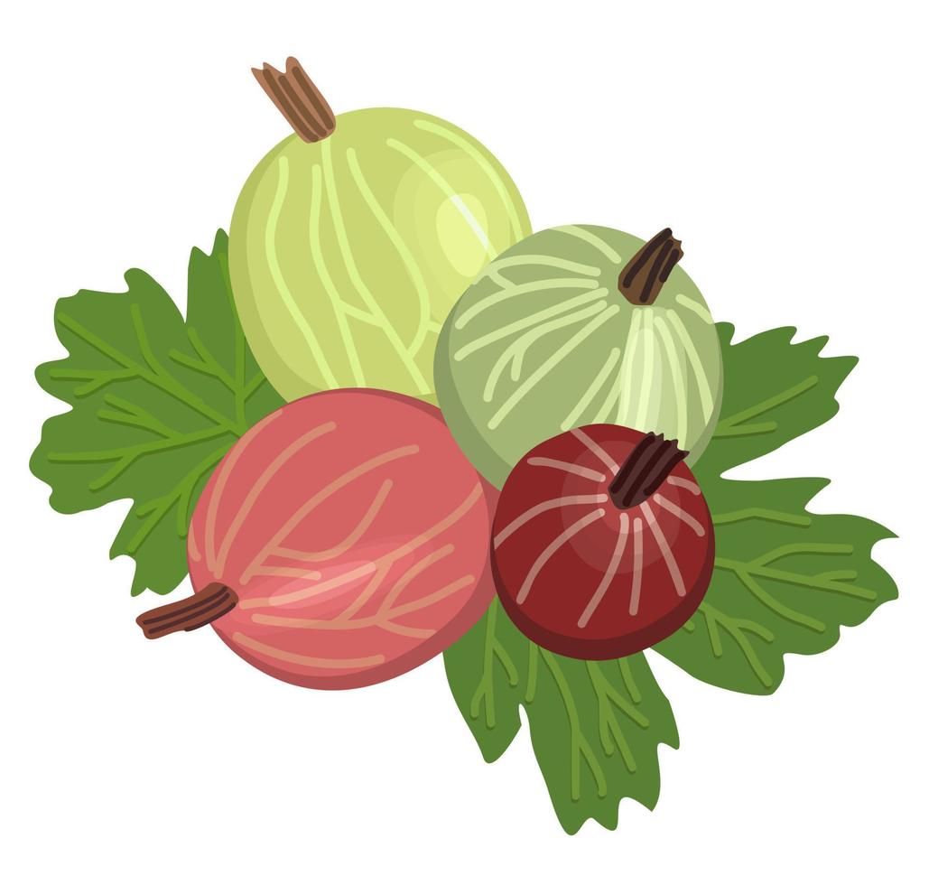 Vector isolated illustration of gooseberry with leaves.