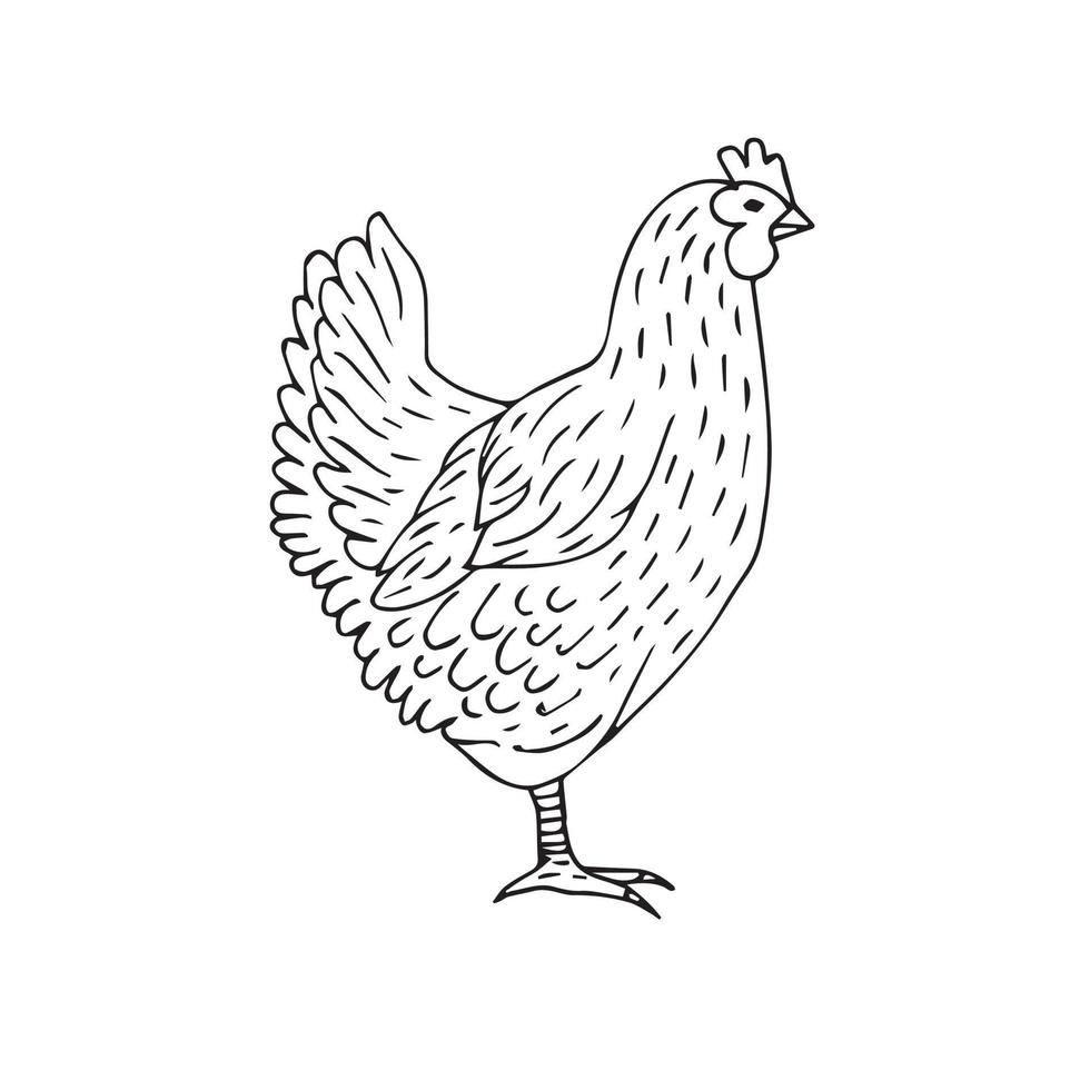 Vector hand drawn chicken hen