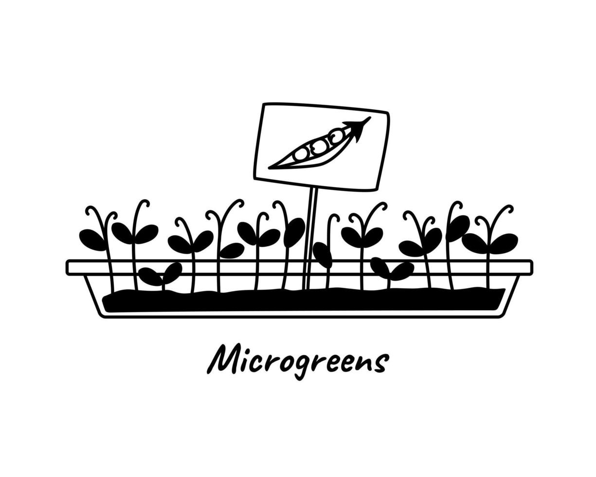 Pea sprout seed black and white doodle vector illustration. Pea micro green monochrome outline cartoon drawing.