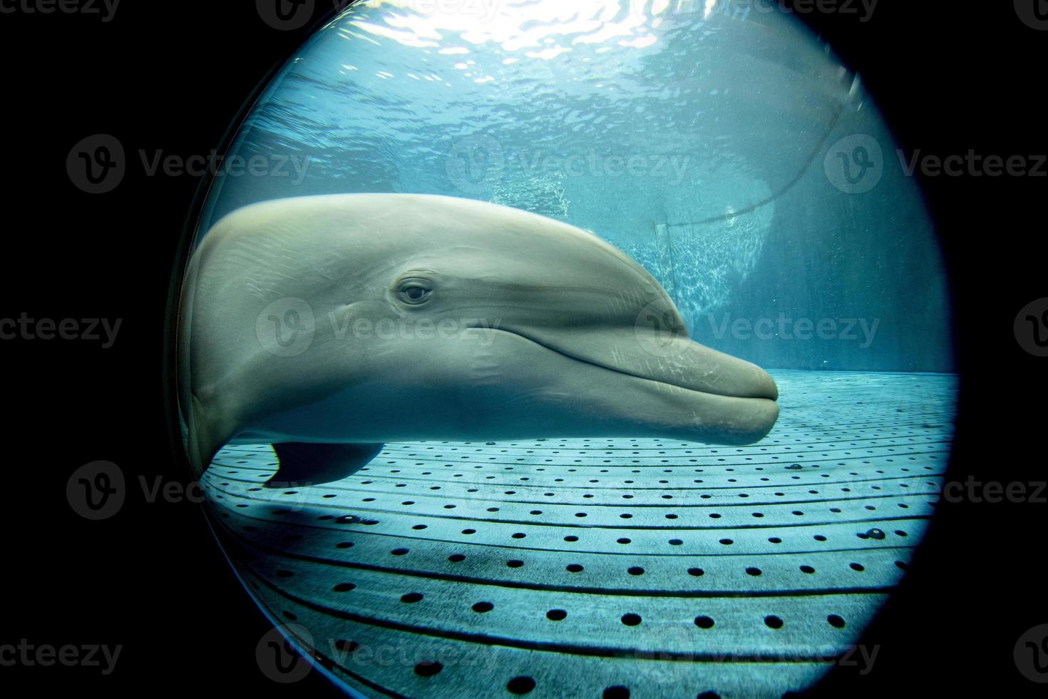 aquarium dolphin underwater looking at you photo