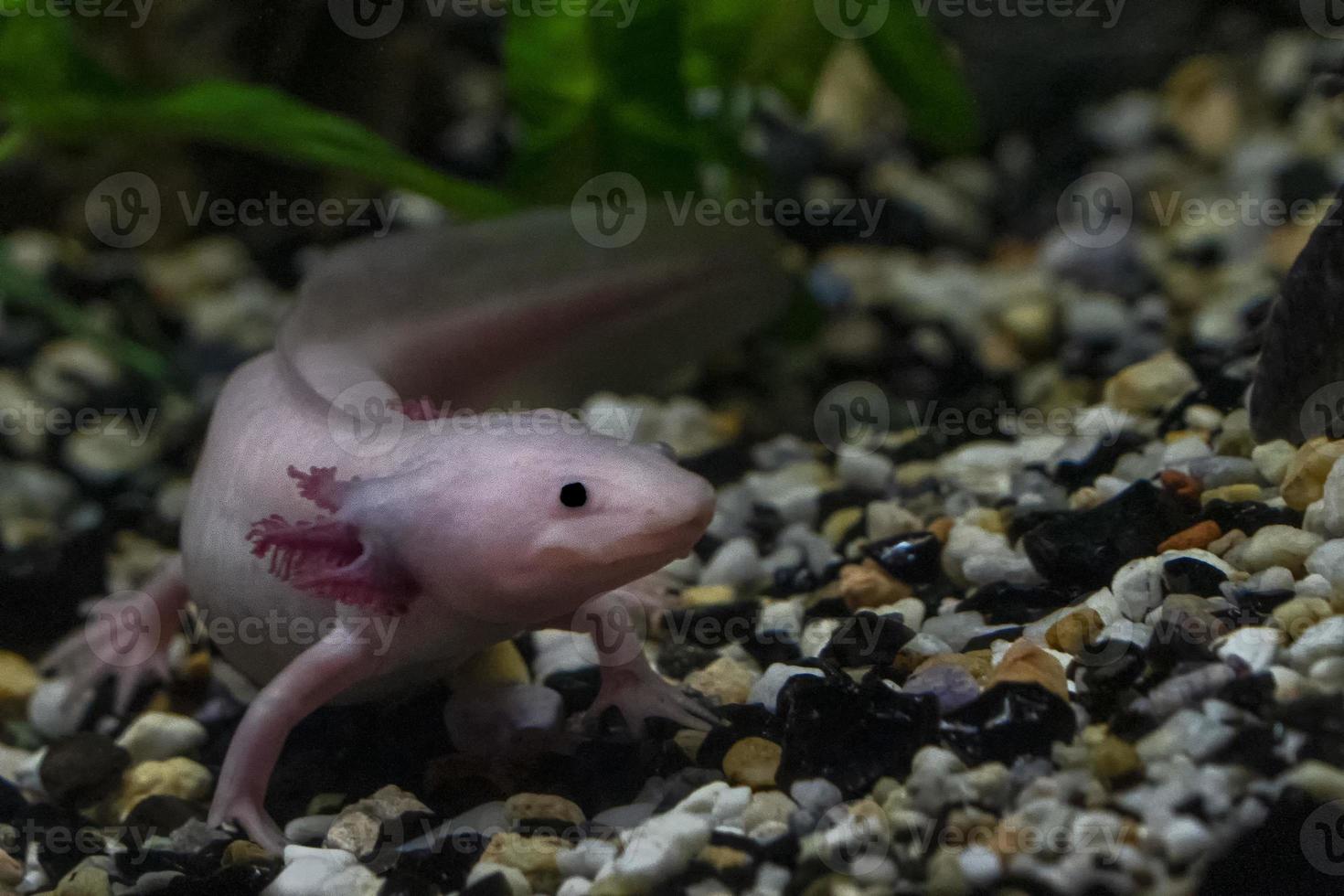 Axolotl underwater close up photo