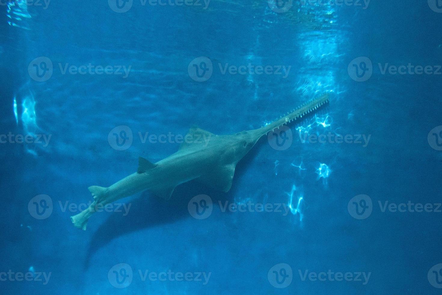 sawfish underwater close up detail photo