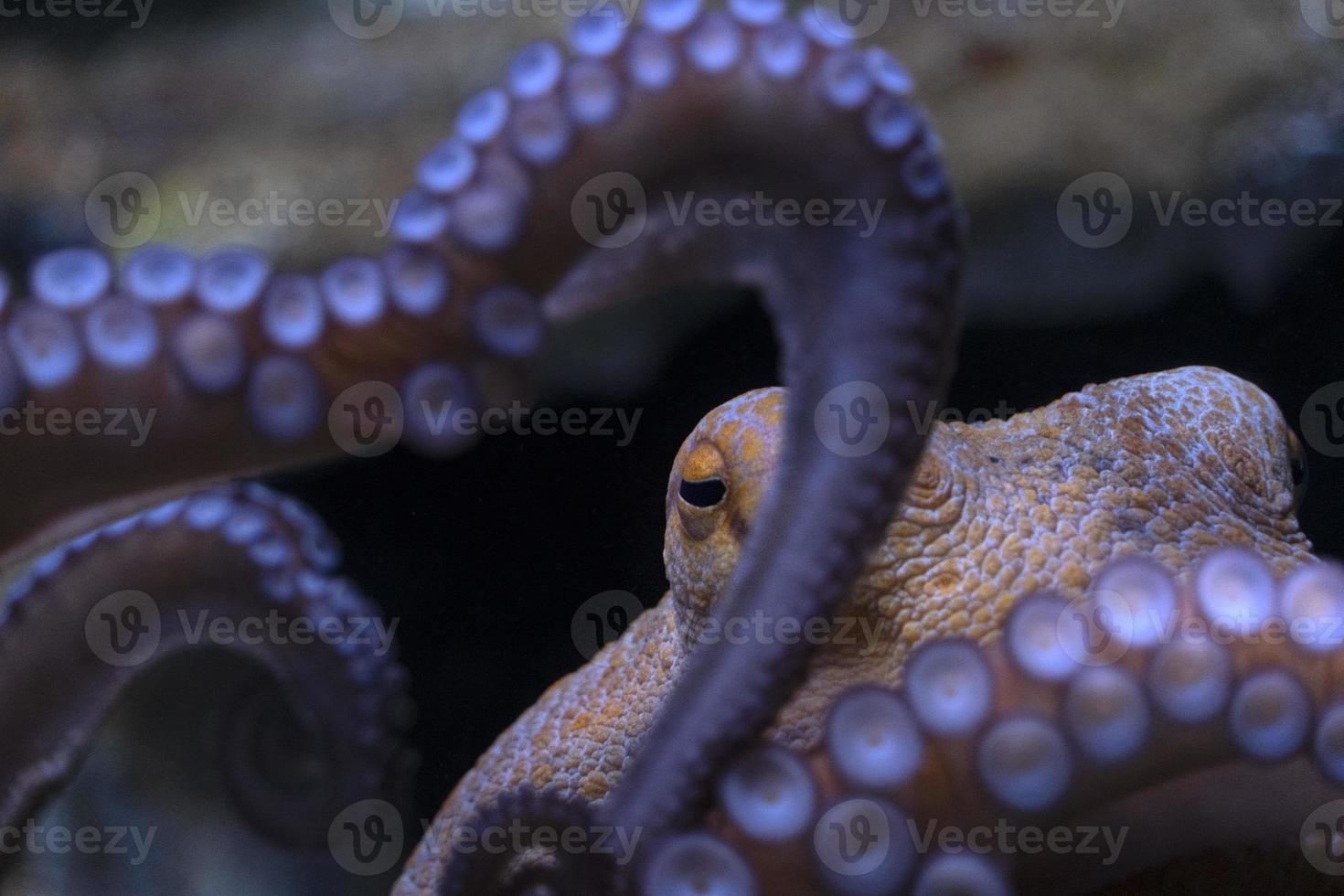 octopus underwater close up portrait photo