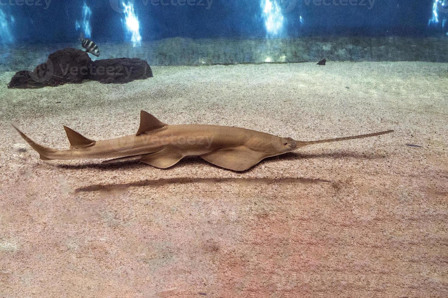 sawfish underwater close up detail photo