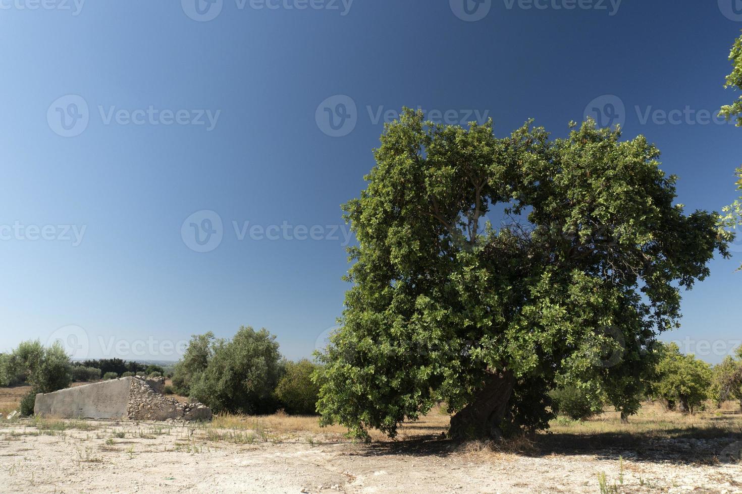 Sicilian almond tree in Noto photo