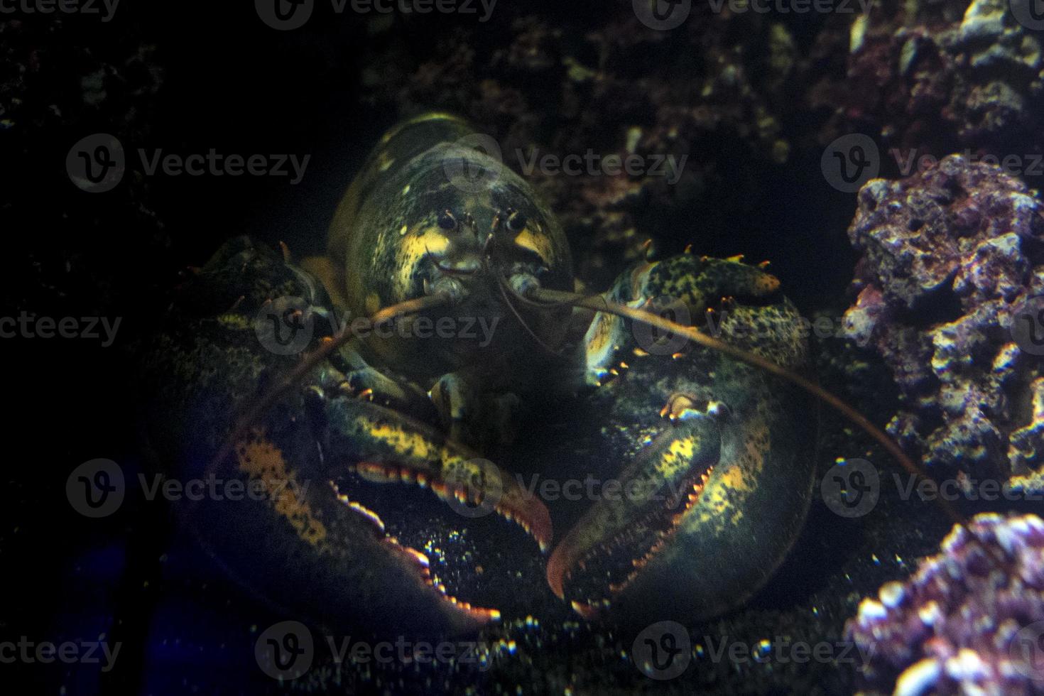 homarus lobster underwater photo