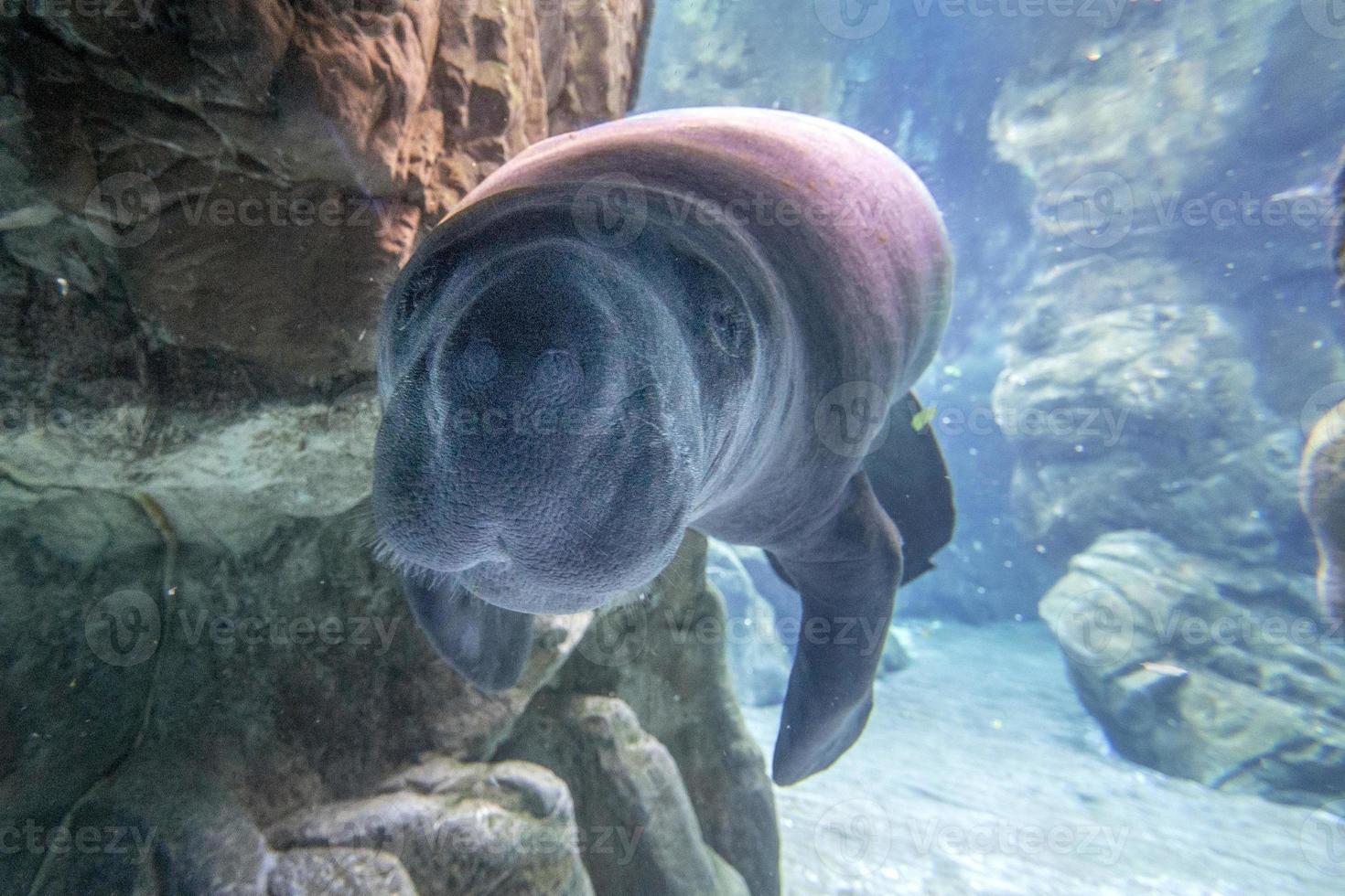 newborn baby manatee close up portrait photo
