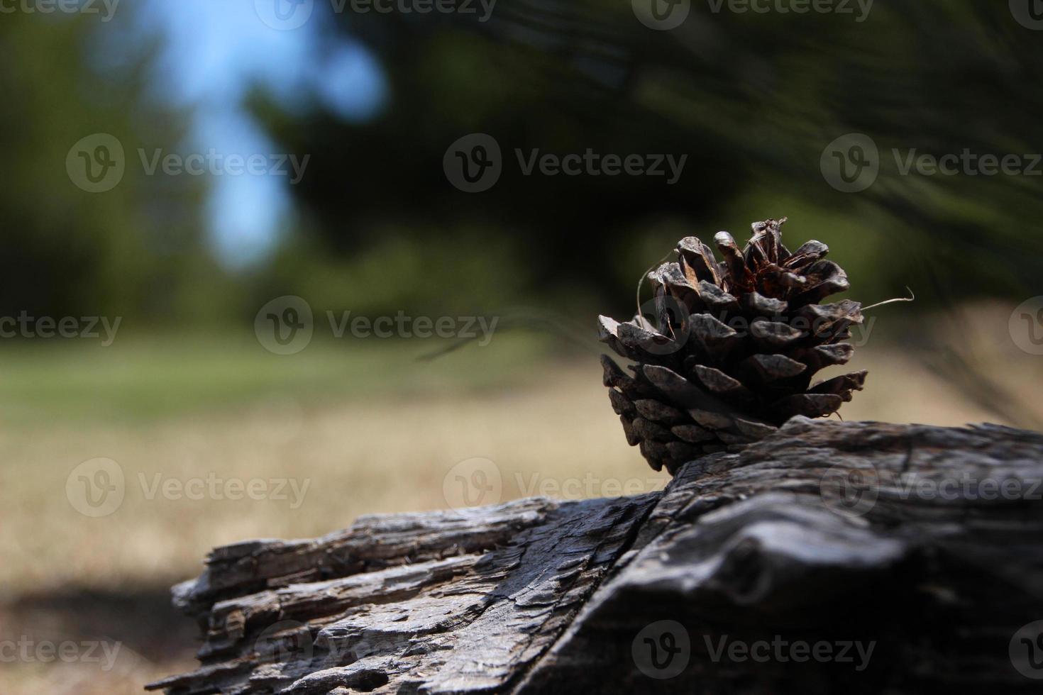 Beautiful pine cone on old tree trunk photo