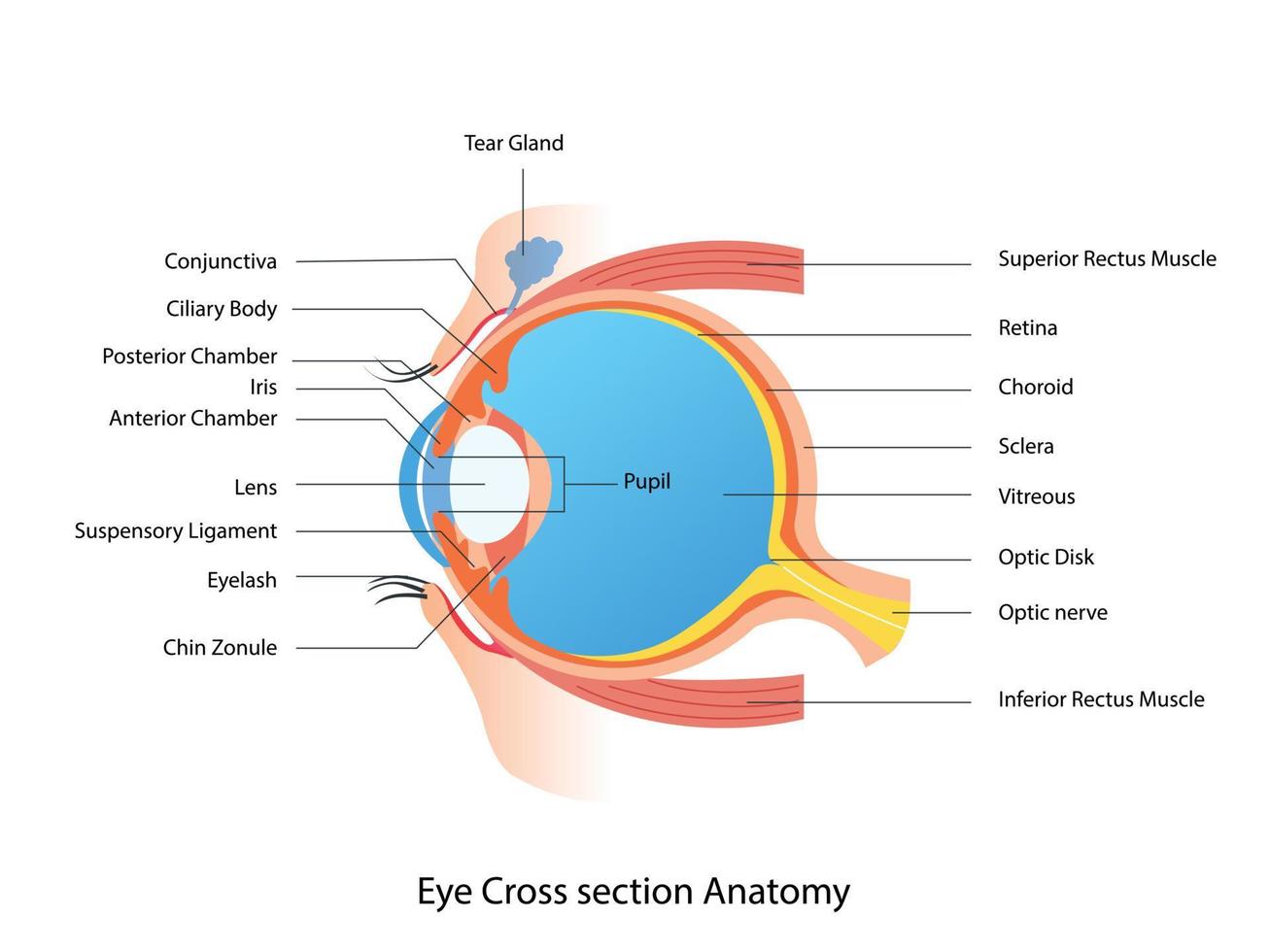 ojo cruzar sección anatomía, humano ojo estructura esquema médico ilustración vector