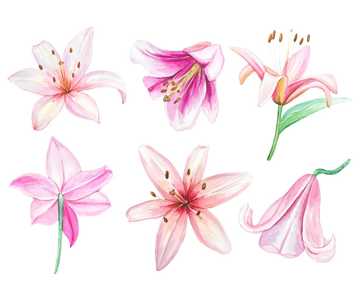 Hand drawn set of pink lily buds, lilies isolated vector