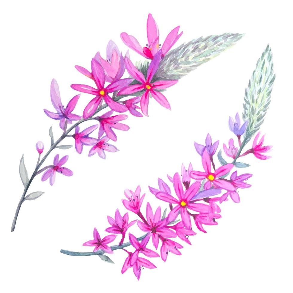 Hand drawn sprigs of sage, watercolor vector