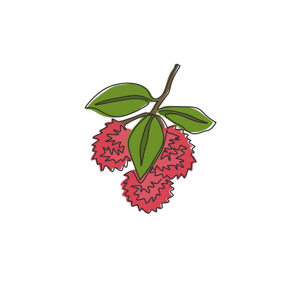 un dibujo de una sola línea de rambutanes orgánicos saludables para la identidad del logotipo de huerto. concepto de fruitage tropical fresca para el icono de jardín de frutas. Ilustración de vector de diseño de dibujo de línea continua moderna