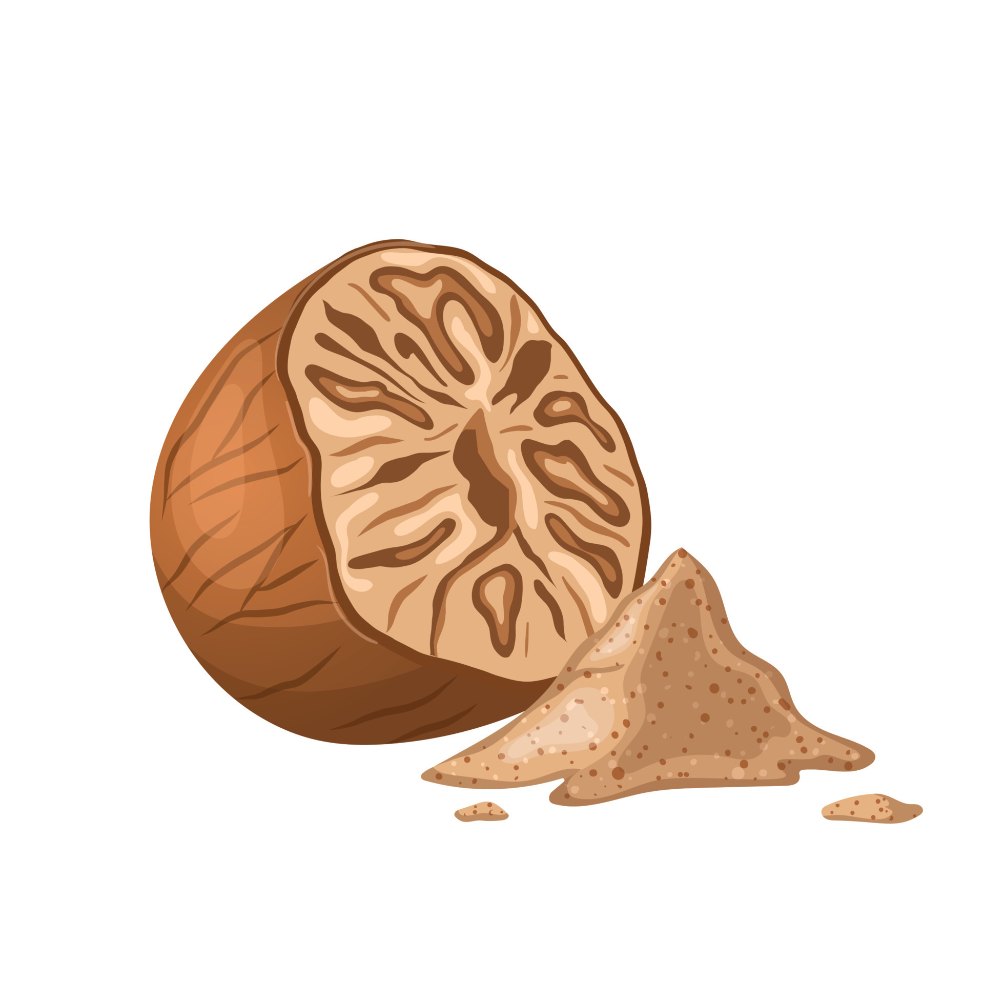 nutmeg food ingredient cartoon vector illustration 20294401 Vector Art