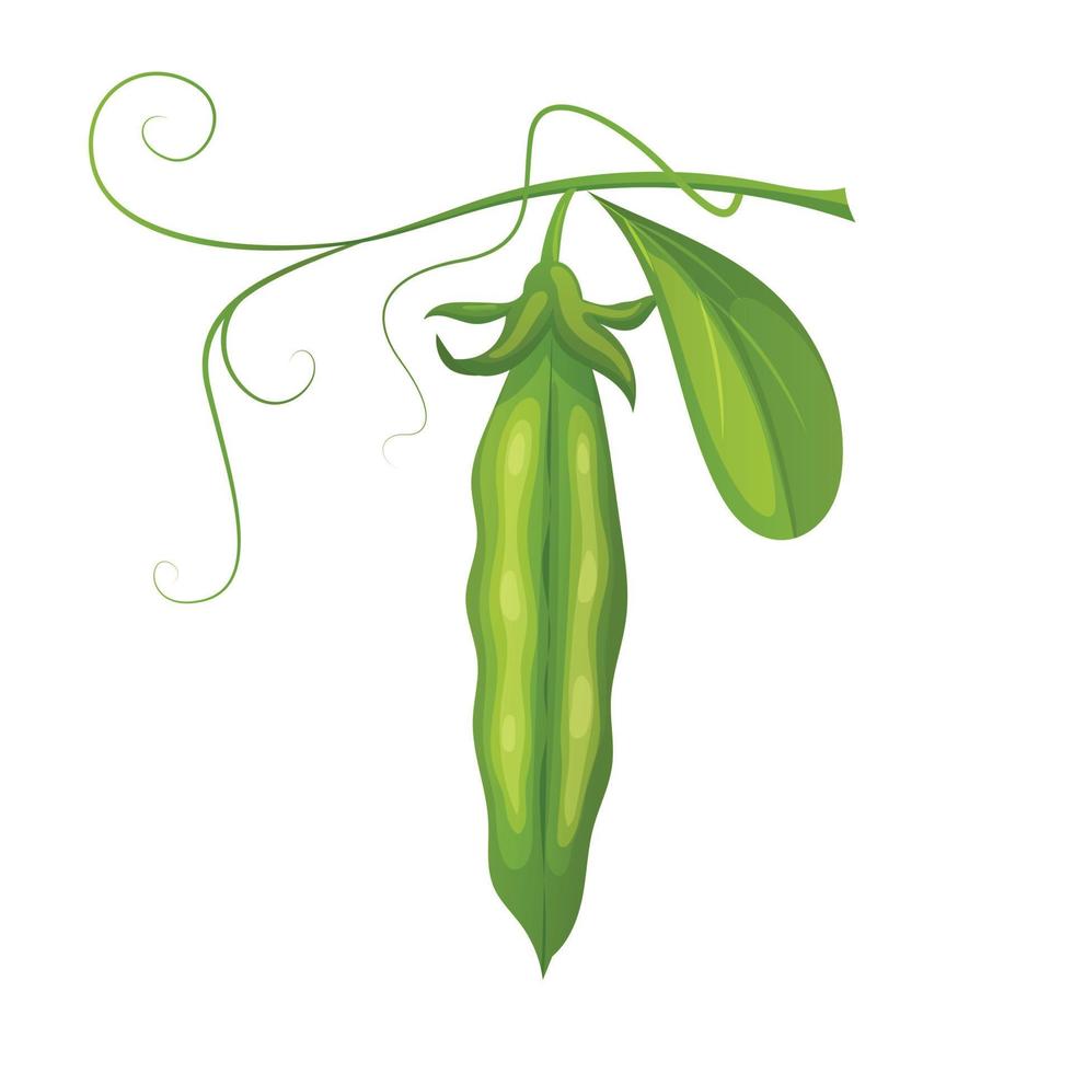 green pea food cartoon vector illustration