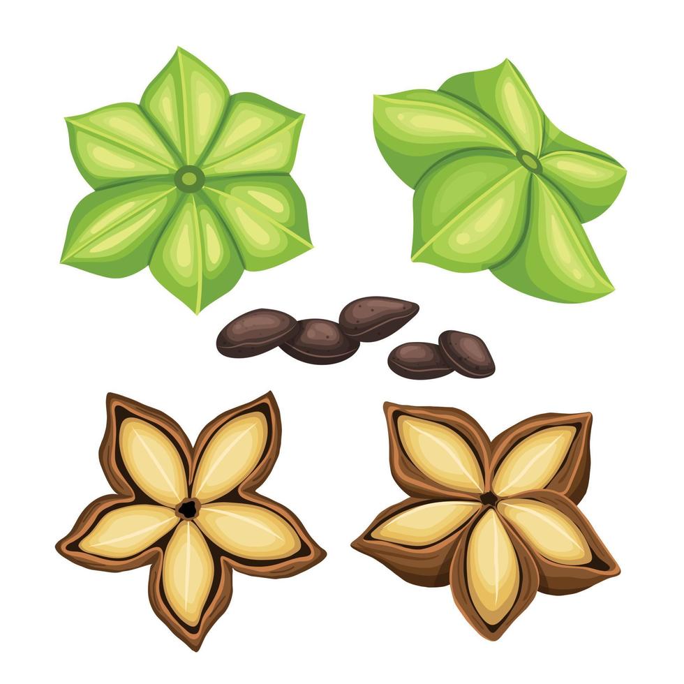 sacha inchi set cartoon vector illustration