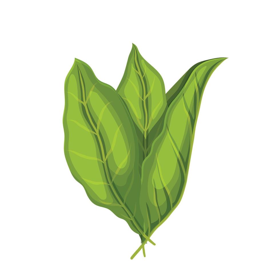 tobacco plant leaf cartoon vector illustration