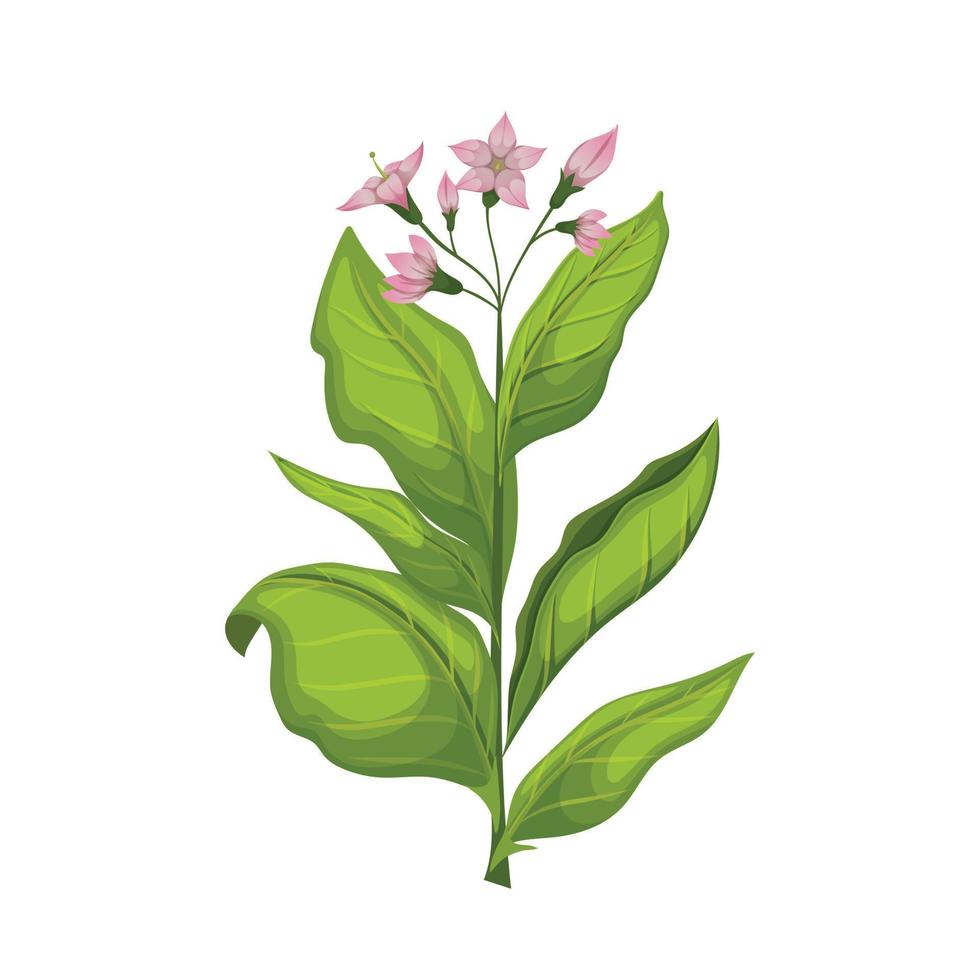 tobacco leaf cartoon vector illustration