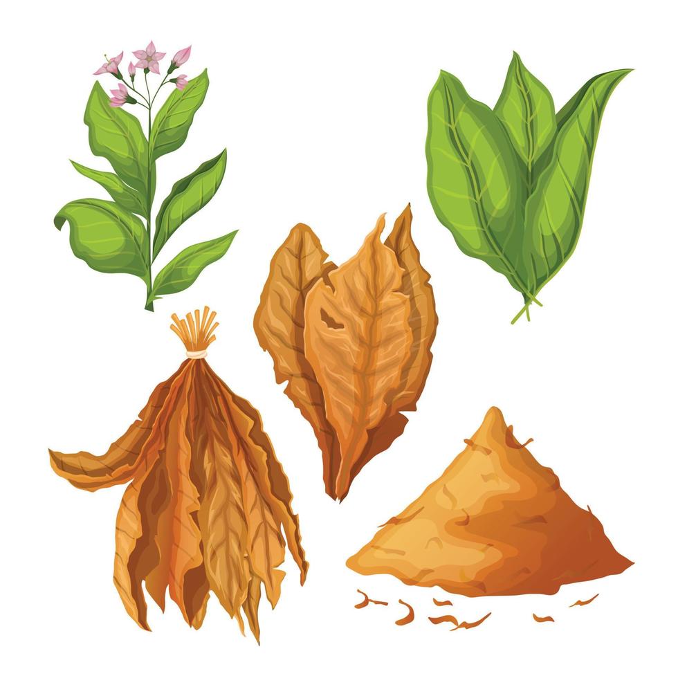 tobacco leaf nicotine set cartoon vector illustration