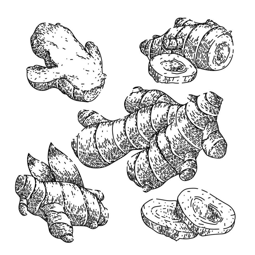 ginger root food set sketch hand drawn vector