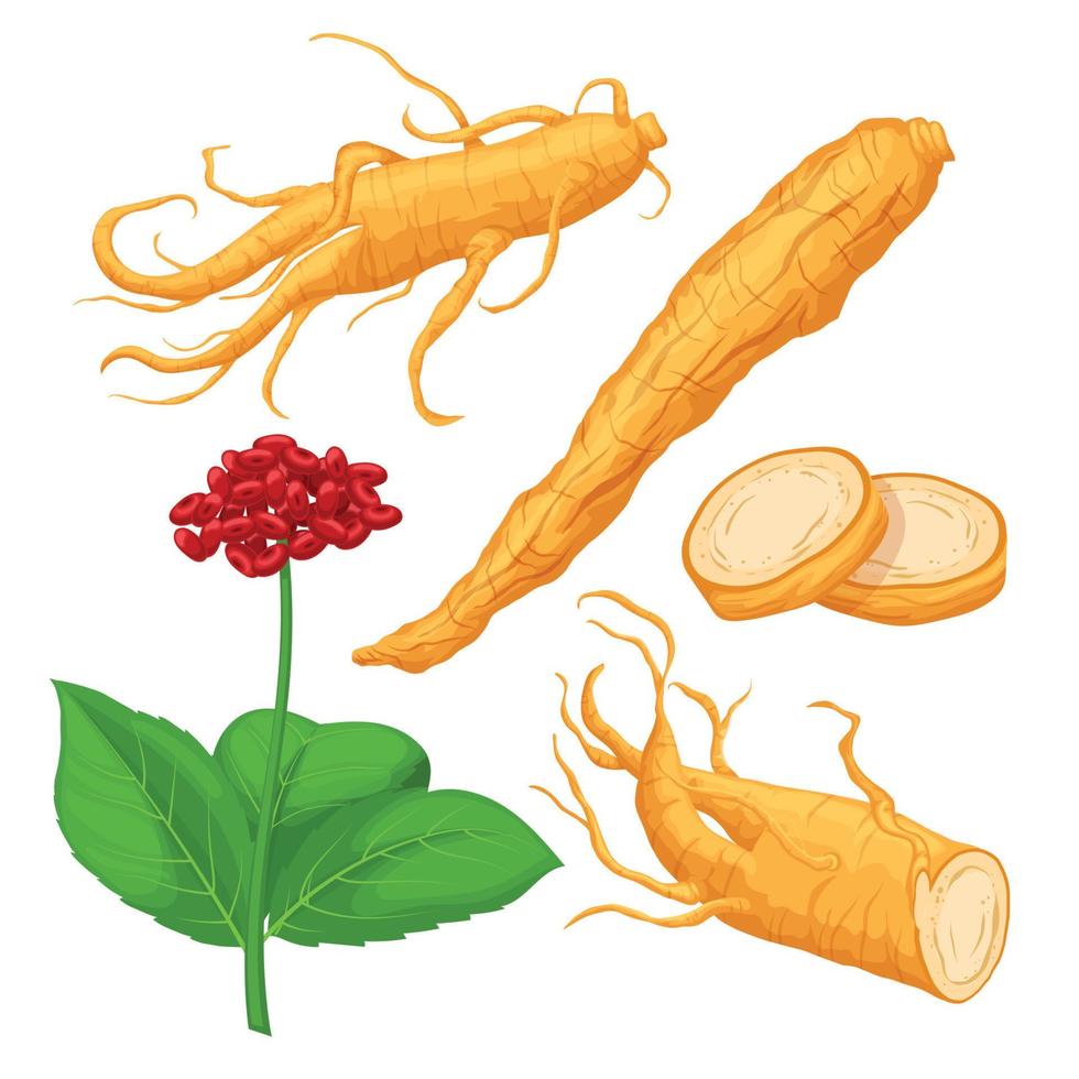 ginseng raíz conjunto dibujos animados vector ilustración