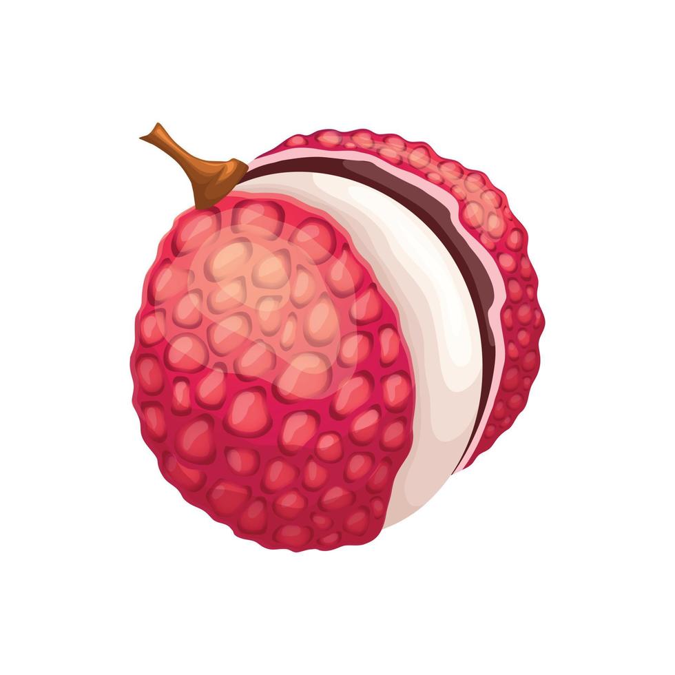 lychee food cartoon vector illustration