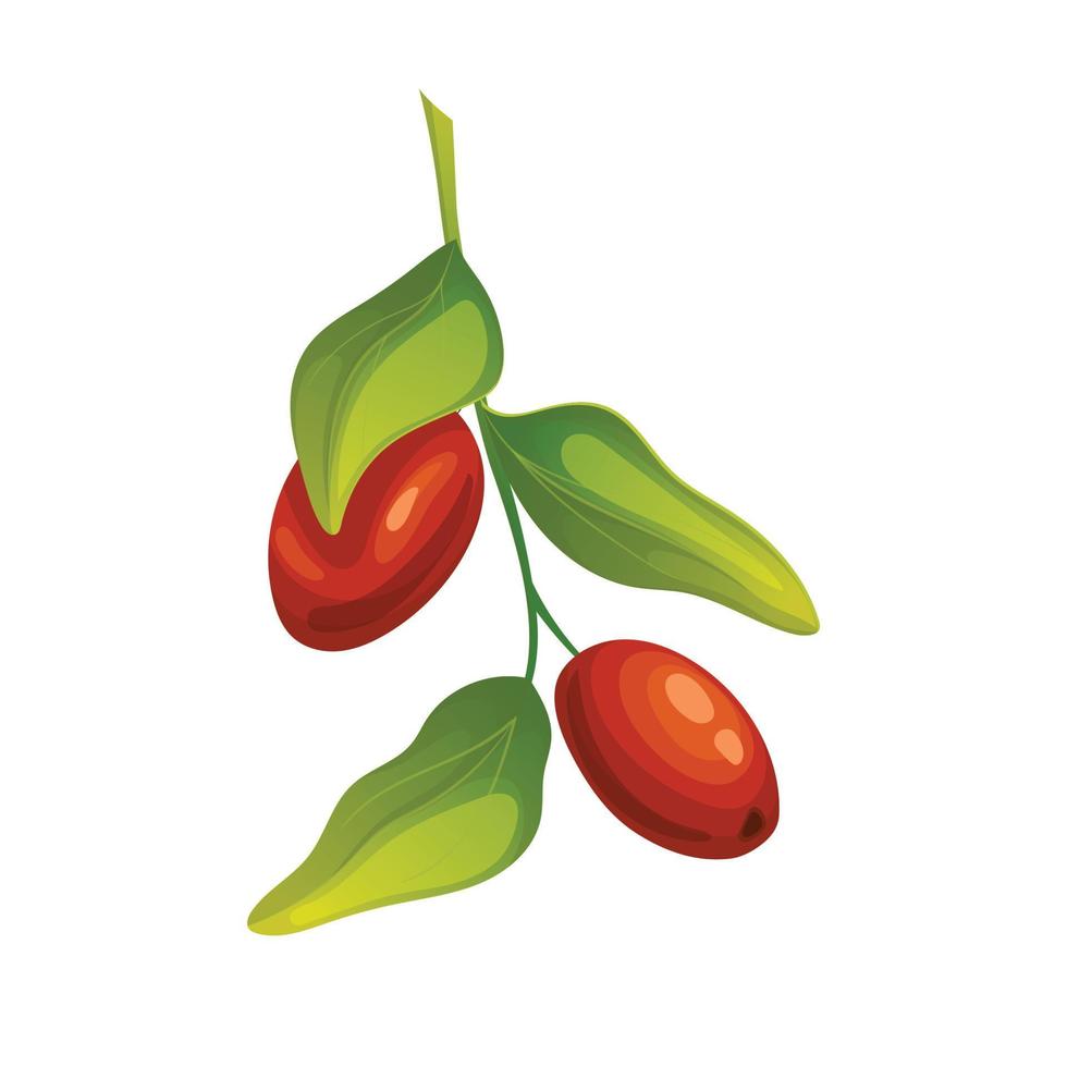 jojoba natural oil cartoon vector illustration