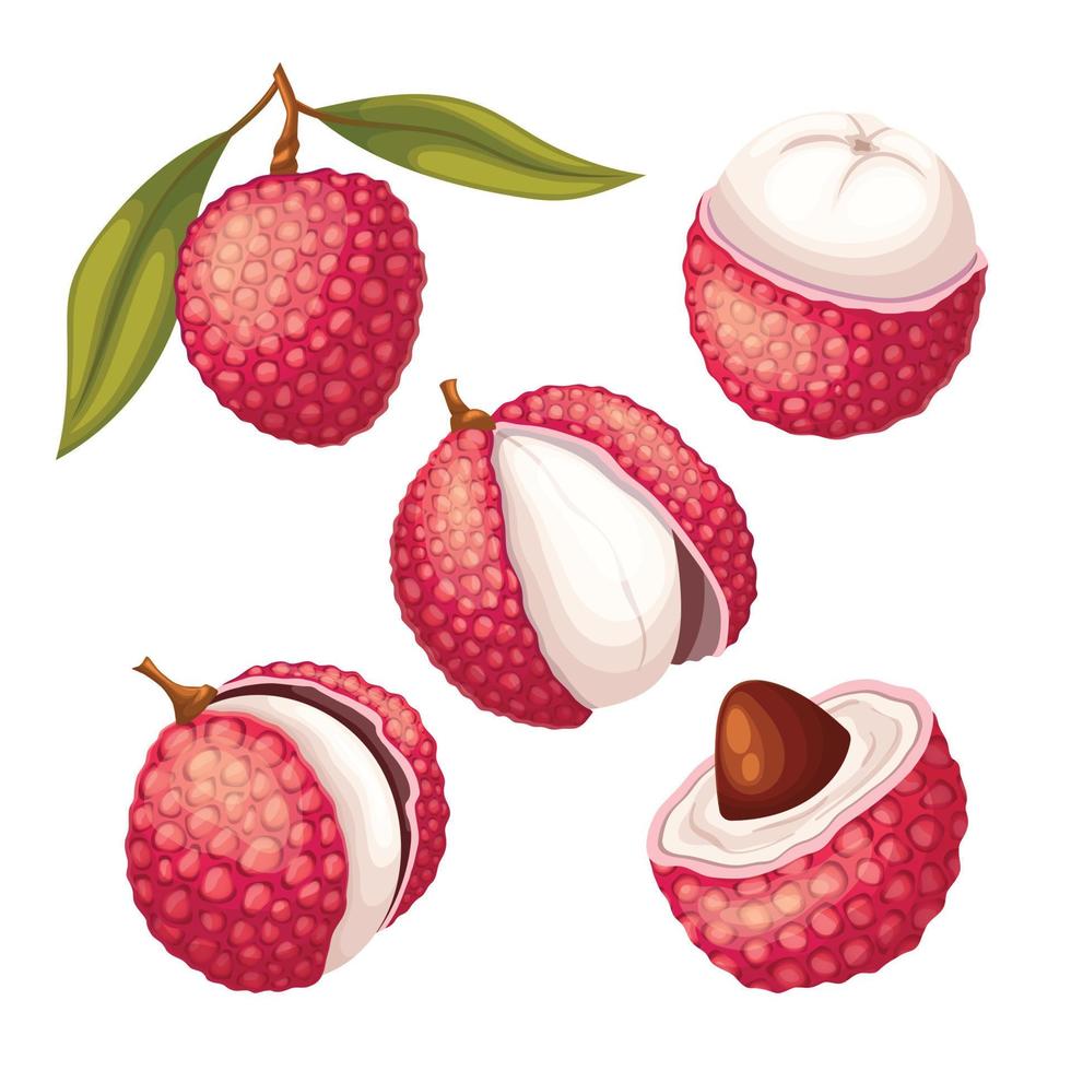 lychee food fruit set cartoon vector illustration