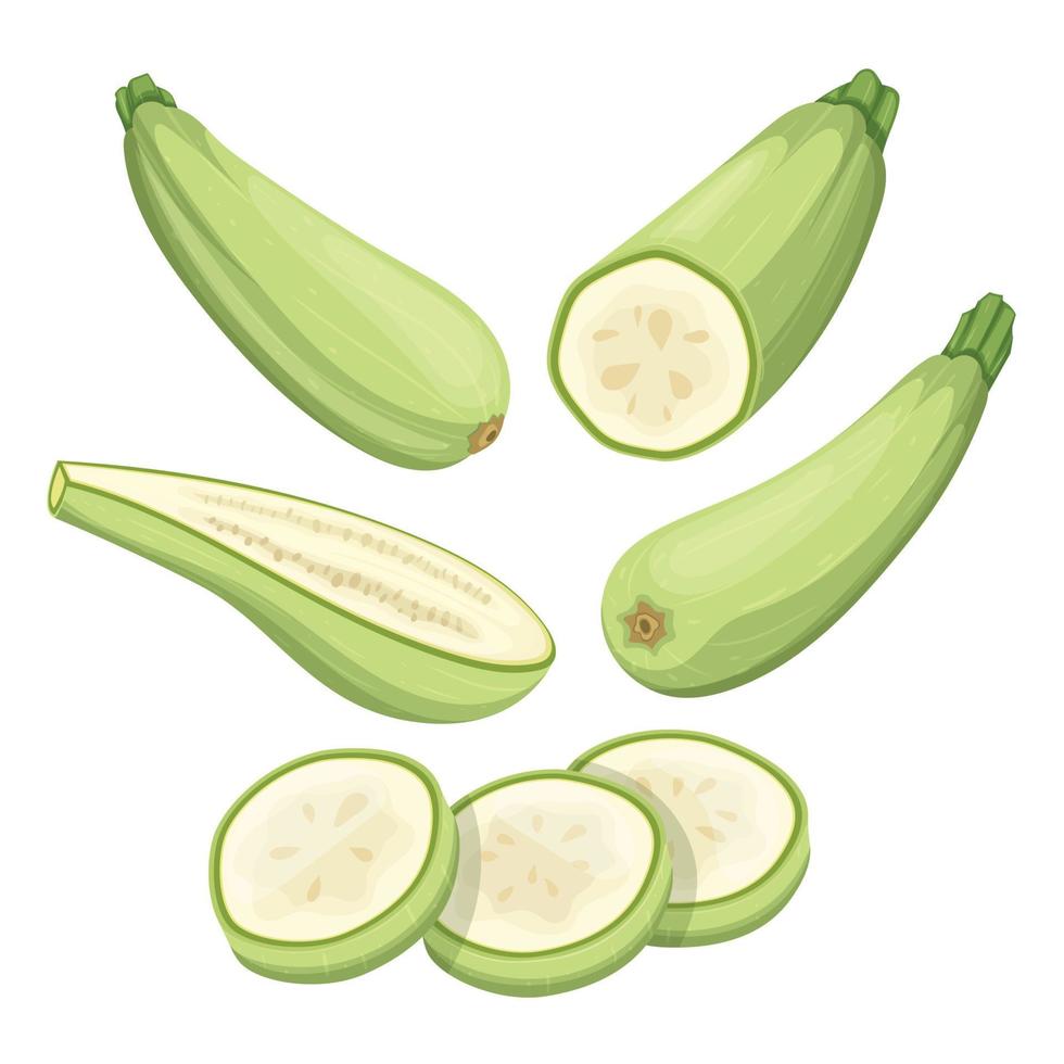 marrow vegetable set cartoon vector illustration