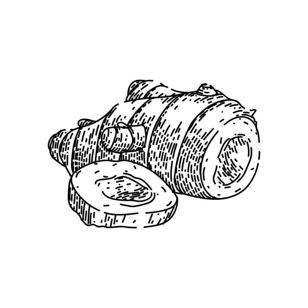 ginger cut root sketch hand drawn vector