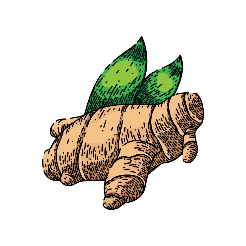 ginger food sketch hand drawn vector