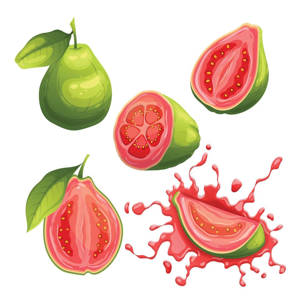 guava fruit fresh set cartoon vector illustration