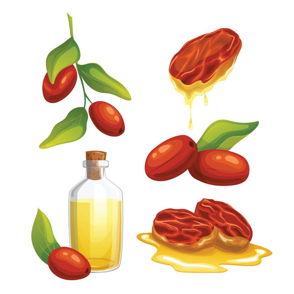 jojoba natural petróleo conjunto dibujos animados vector ilustración