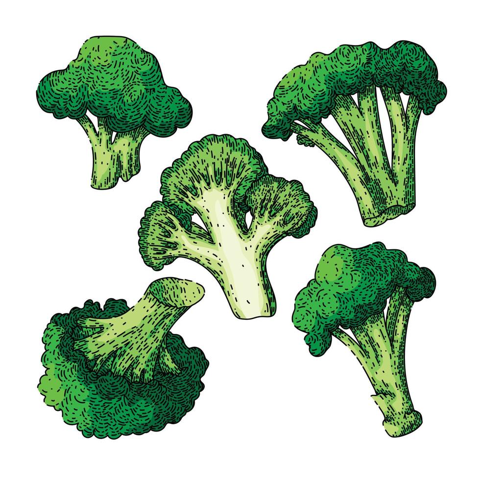 broccoli green fresh set sketch hand drawn vector