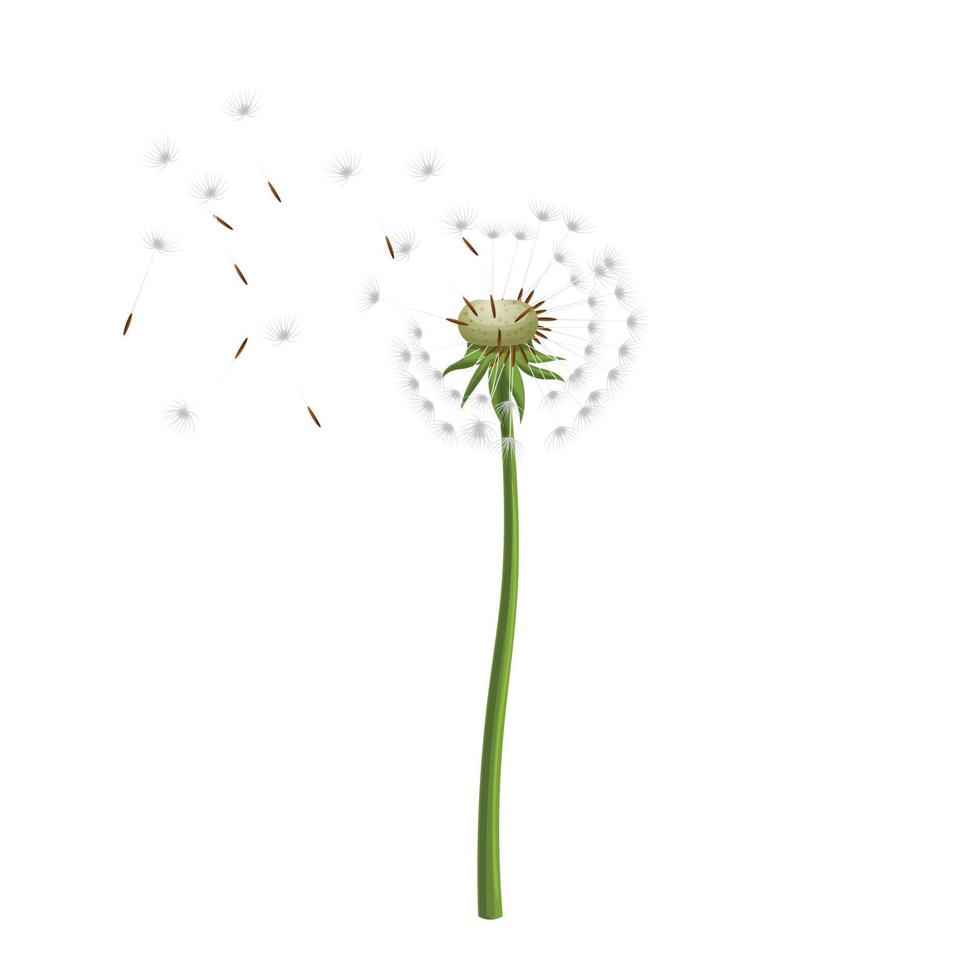 dandelion flower summer cartoon vector illustration