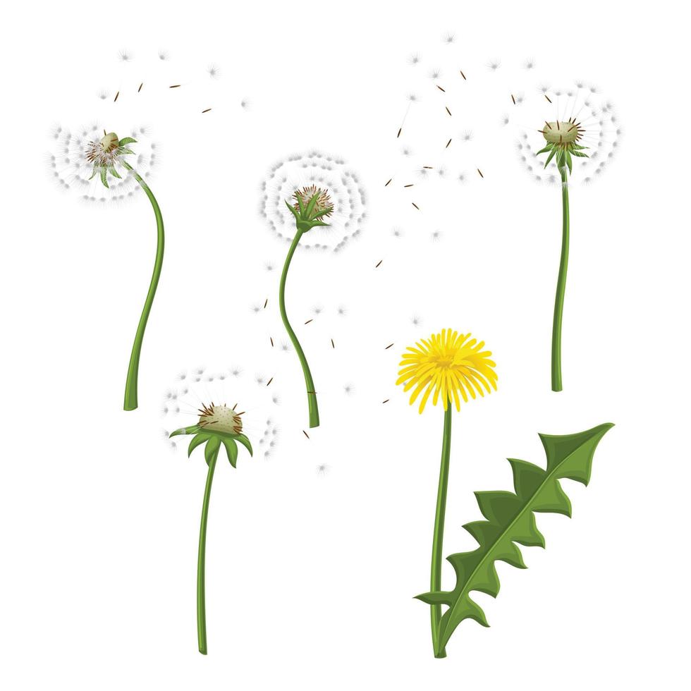 dandelion flower nature set cartoon vector illustration