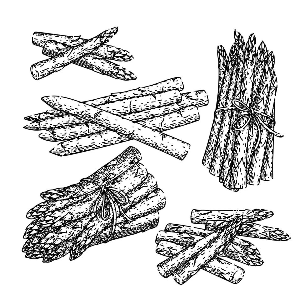 espárragos verde blanco comida conjunto bosquejo mano dibujado vector