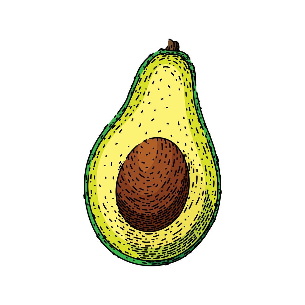 avocado slice sketch hand drawn vector