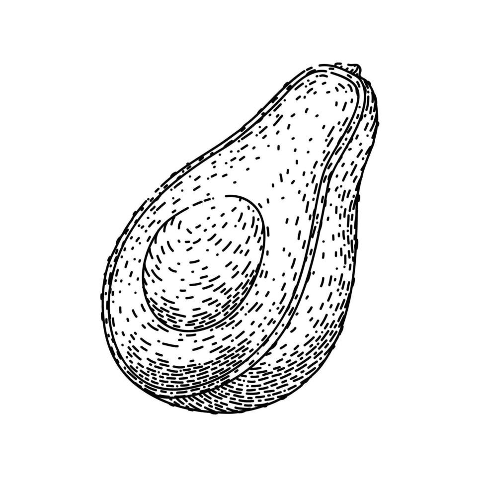 avocado cut sketch hand drawn vector