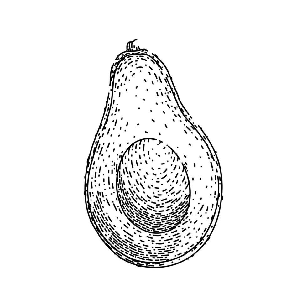 avocado slice sketch hand drawn vector