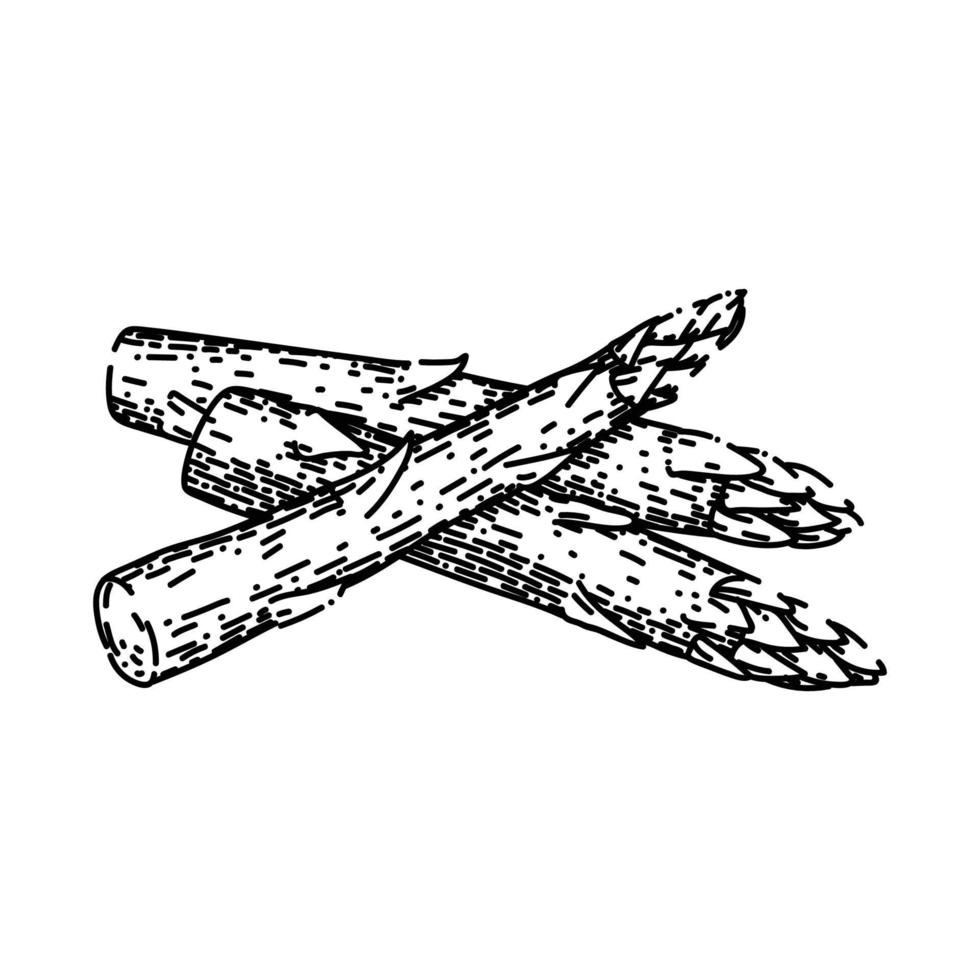 asparagus food sketch hand drawn vector