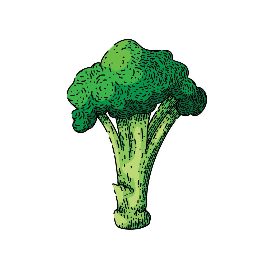 broccoli fresh sketch hand drawn vector